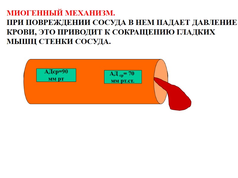 МИОГЕННЫЙ МЕХАНИЗМ. ПРИ ПОВРЕЖДЕНИИ СОСУДА В НЕМ ПАДАЕТ ДАВЛЕНИЕ КРОВИ, ЭТО ПРИВОДИТ К СОКРАЩЕНИЮ